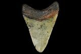 Fossil Megalodon Tooth - North Carolina #166983-1